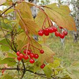 Viburnum sargentii. Верхушка ветви в осенней окраске с соплодиями. Хабаровский край, окр. г. Комсомольск-на-Амуре, дол. руч. Тёплый Ключ, опушка лиственного леса. 18.09.2024.