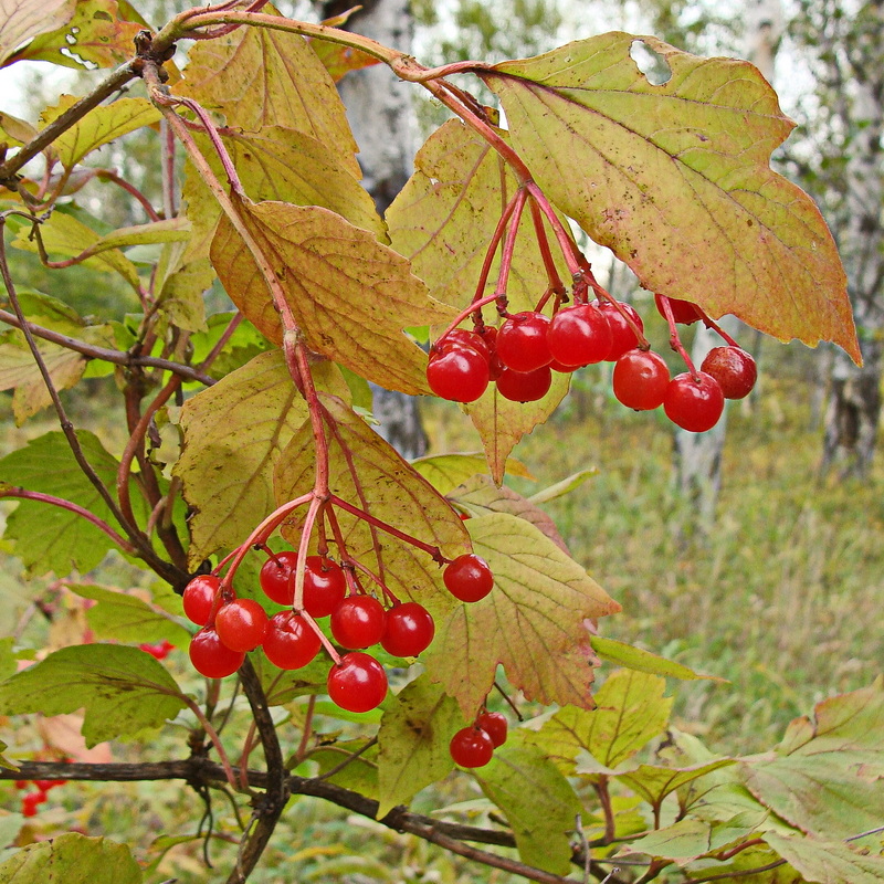 Image of Viburnum sargentii specimen.