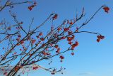 Sorbus aucuparia