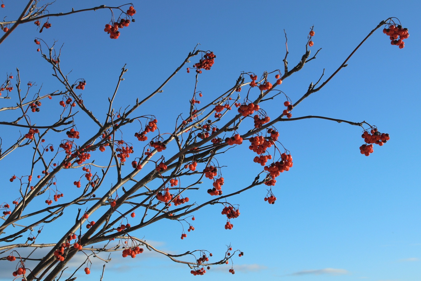 Изображение особи Sorbus aucuparia.