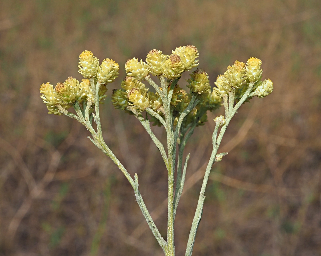 Изображение особи Helichrysum arenarium.