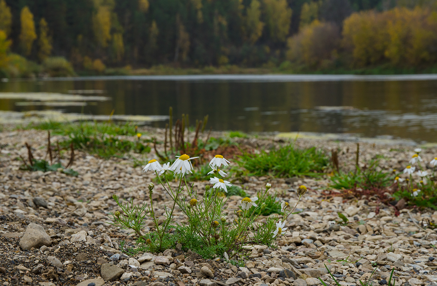 Изображение особи Tripleurospermum inodorum.