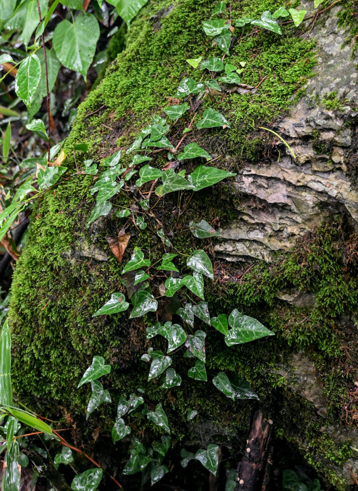 Изображение особи Hedera sinensis.