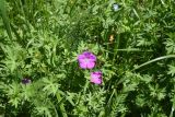 genus Geranium. Верхушка цветущего растения. Чечня, Шаройский р-н, окр. ур. Хиндушты, опушка леса, луг. 1 июля 2024 г.