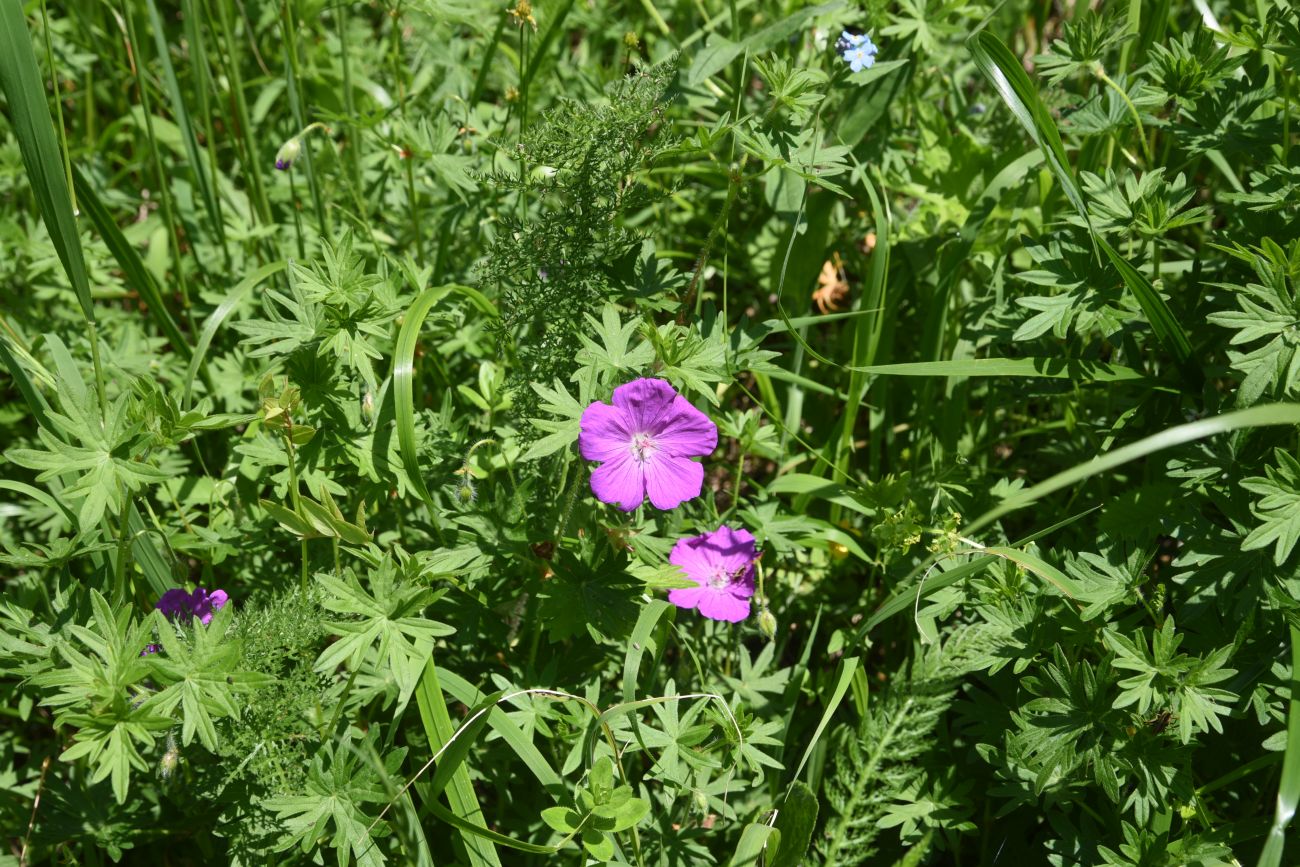 Image of genus Geranium specimen.