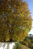 Acer platanoides. Дерево в осенней окраске. Беларусь, г. Гродно, Ленинский р-н, Коложский парк, в культуре. 20.10.2024.