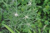 Centaurea iberica. Верхушка растения с развивающимися соцветиями. Грузия, край Самцхе-Джавахети, Боржомский муниципалитет, окр. с. Квабисхеви, дол. р. Кура, обочина дороги. 27 мая 2018 г.