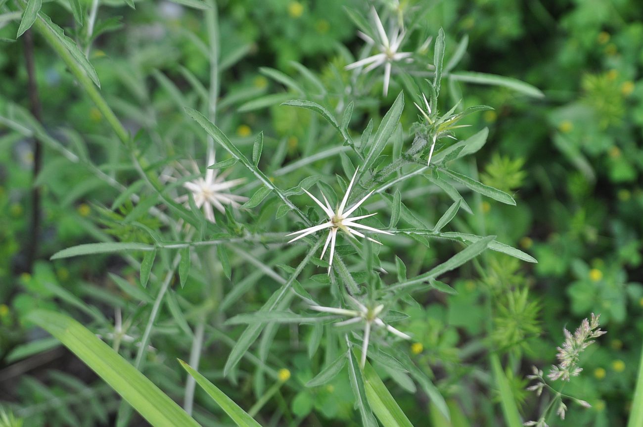 Image of Centaurea iberica specimen.