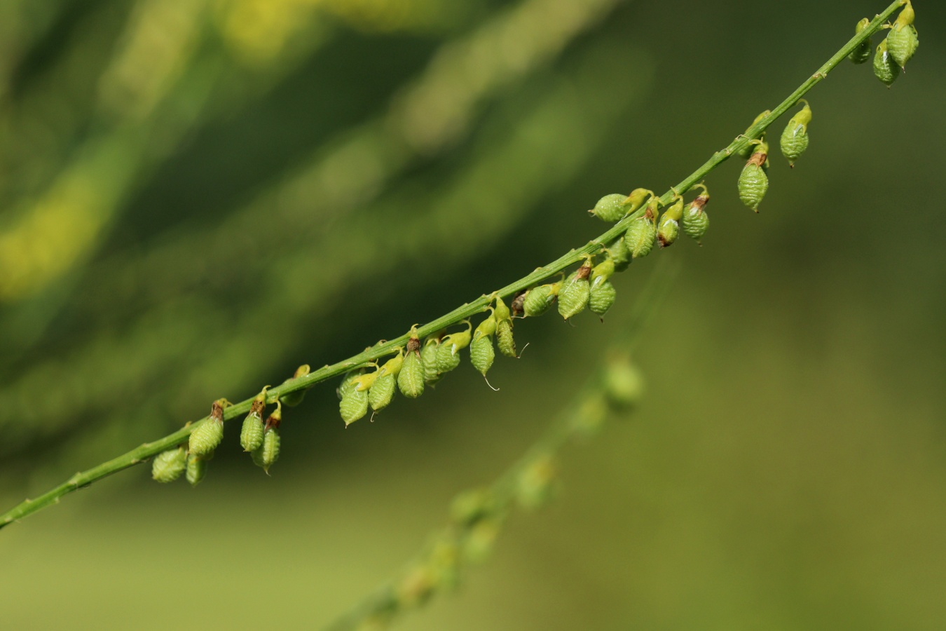 Изображение особи Melilotus officinalis.