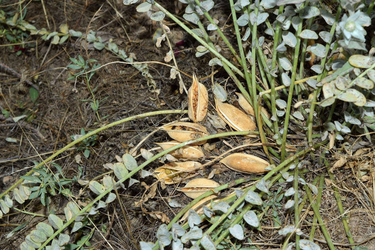 Изображение особи Astragalus macronyx.