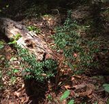 Ruscus aculeatus