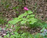 Смотреть изображение Paeonia caucasica