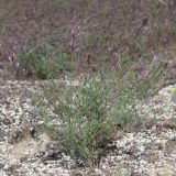 View full-size image Astragalus varius