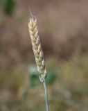Смотреть изображение Triticum aestivum
