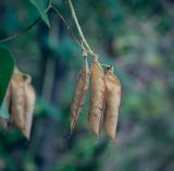 View full-size image Vicia pisiformis