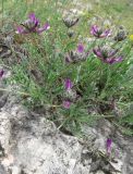 Astragalus variety albidus