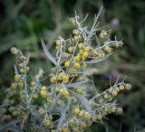 Смотреть изображение Artemisia sieversiana