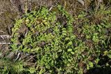 View full-size image Veronica officinalis