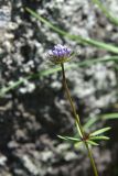 View full-size image Asperula arvensis