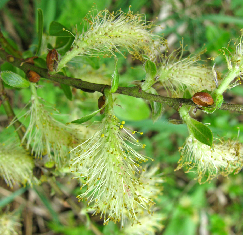 Image of Salix phylicifolia specimen.