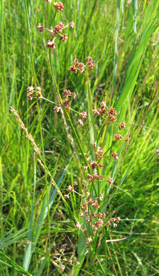 Изображение особи Juncus subnodulosus.