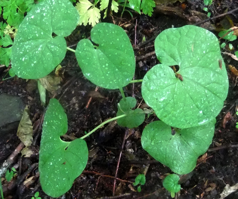 Image of Aristolochia steupii specimen.