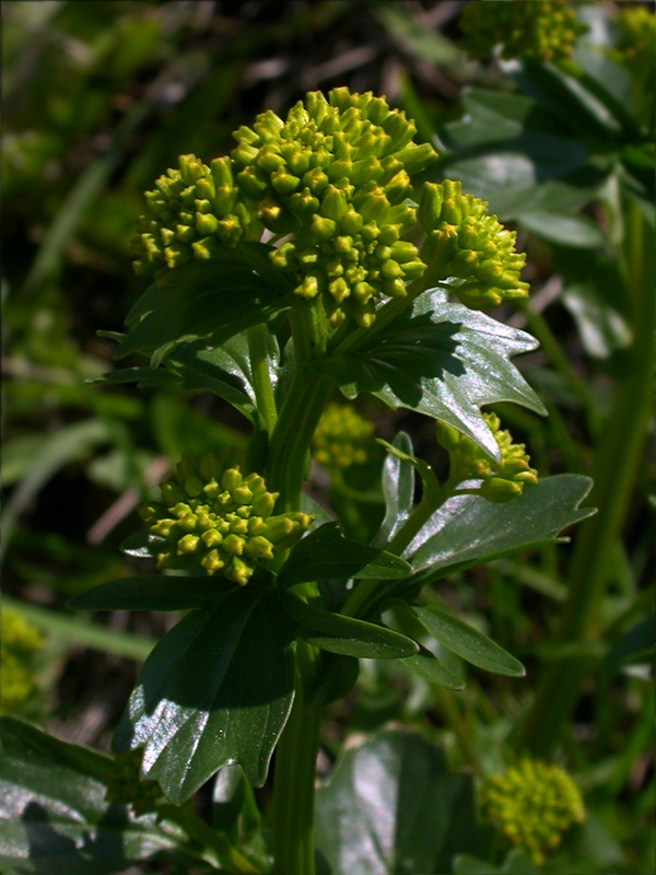 Image of Barbarea arcuata specimen.