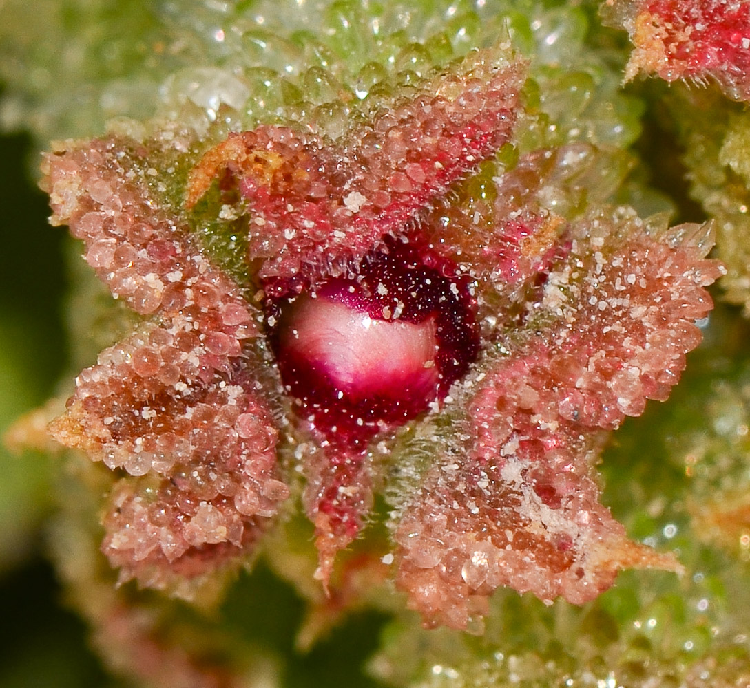 Image of Mesembryanthemum crystallinum specimen.