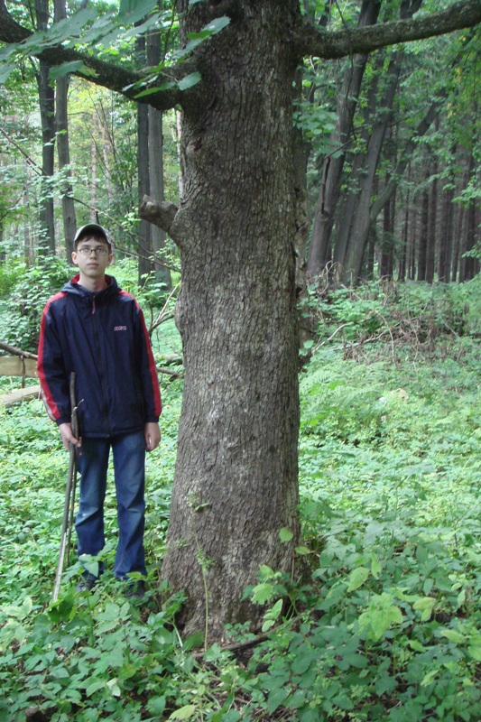 Image of Corylus colurna specimen.