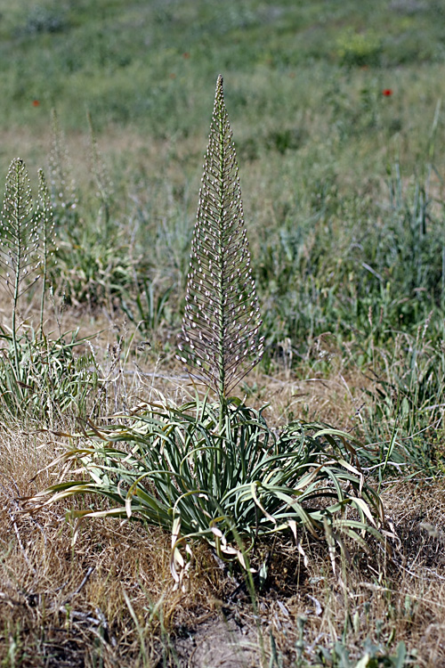 Image of Eremurus olgae specimen.