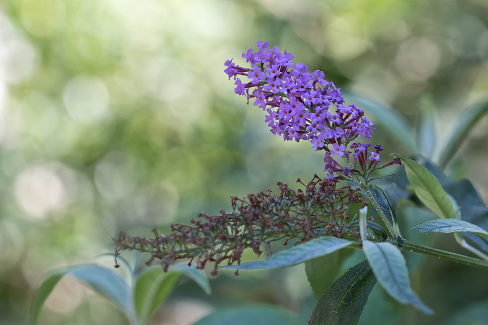 Image of Buddleja davidii specimen.