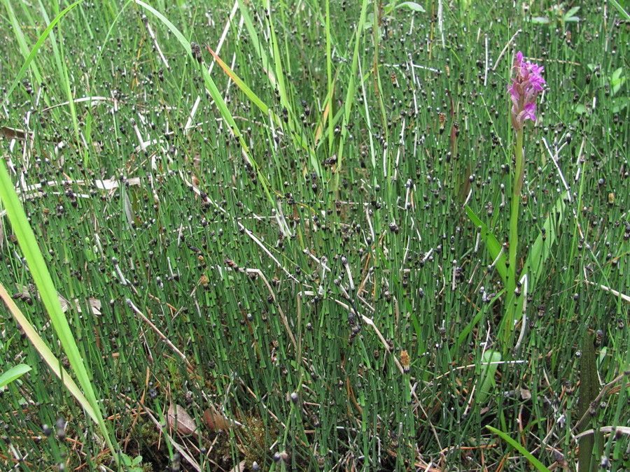 Изображение особи Equisetum variegatum.