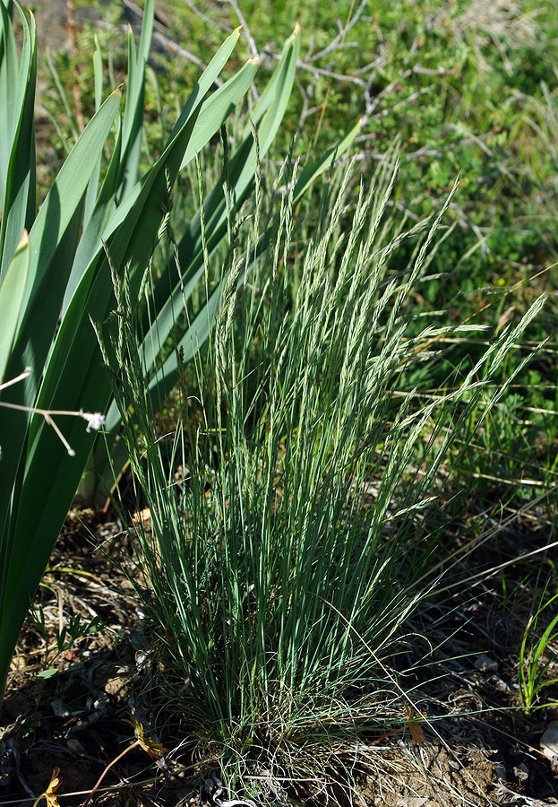 Image of genus Festuca specimen.