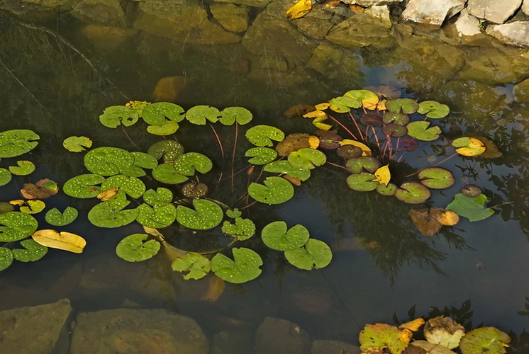 Image of genus Nymphaea specimen.