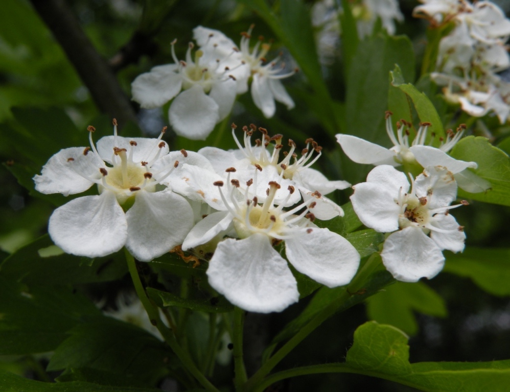 Image of Crataegus monogyna specimen.