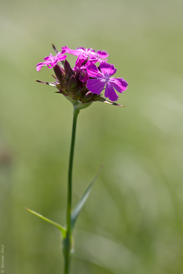 Изображение особи Dianthus andrzejowskianus.