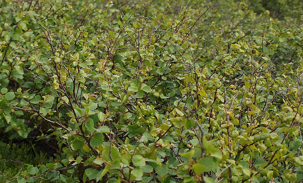 Image of Betula czerepanovii specimen.