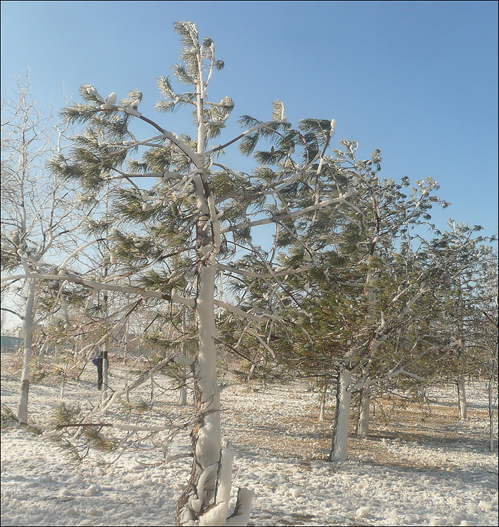 Изображение особи Pinus pallasiana.