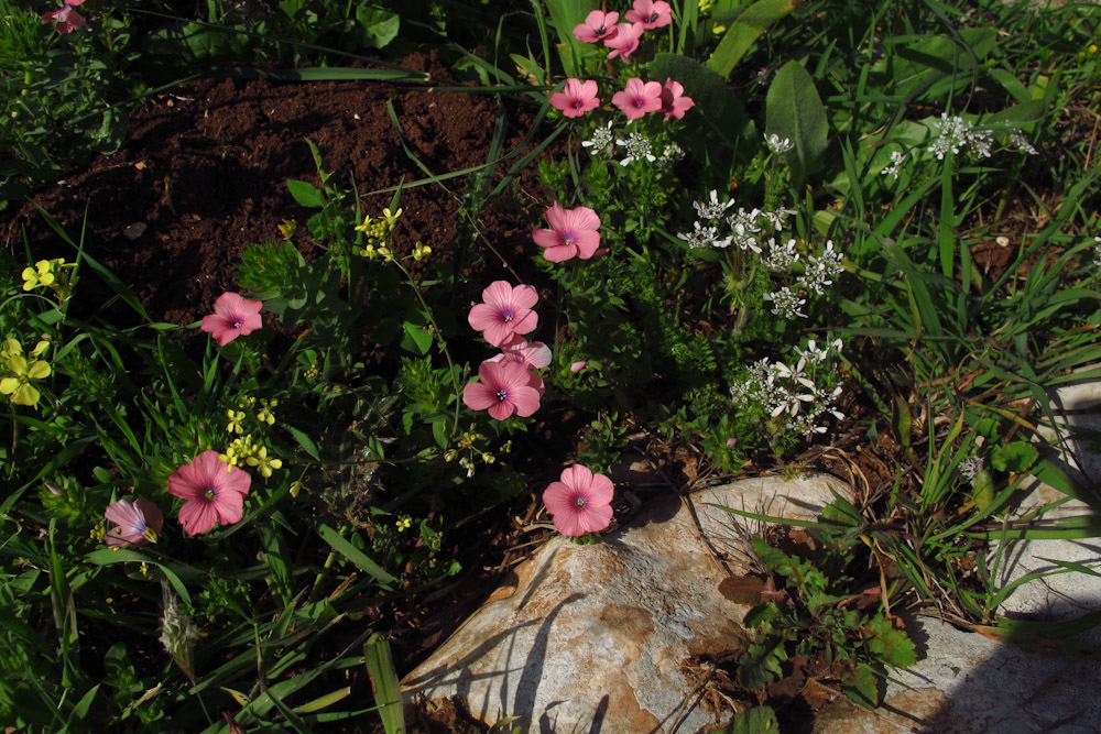 Image of Linum pubescens specimen.