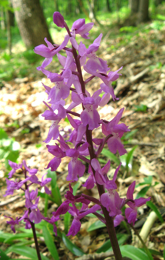 Изображение особи Orchis mascula.