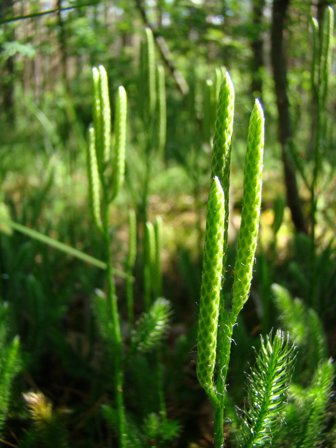 Image of Lycopodium clavatum specimen.