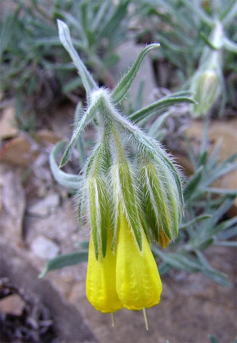 Image of Onosma polyphylla specimen.