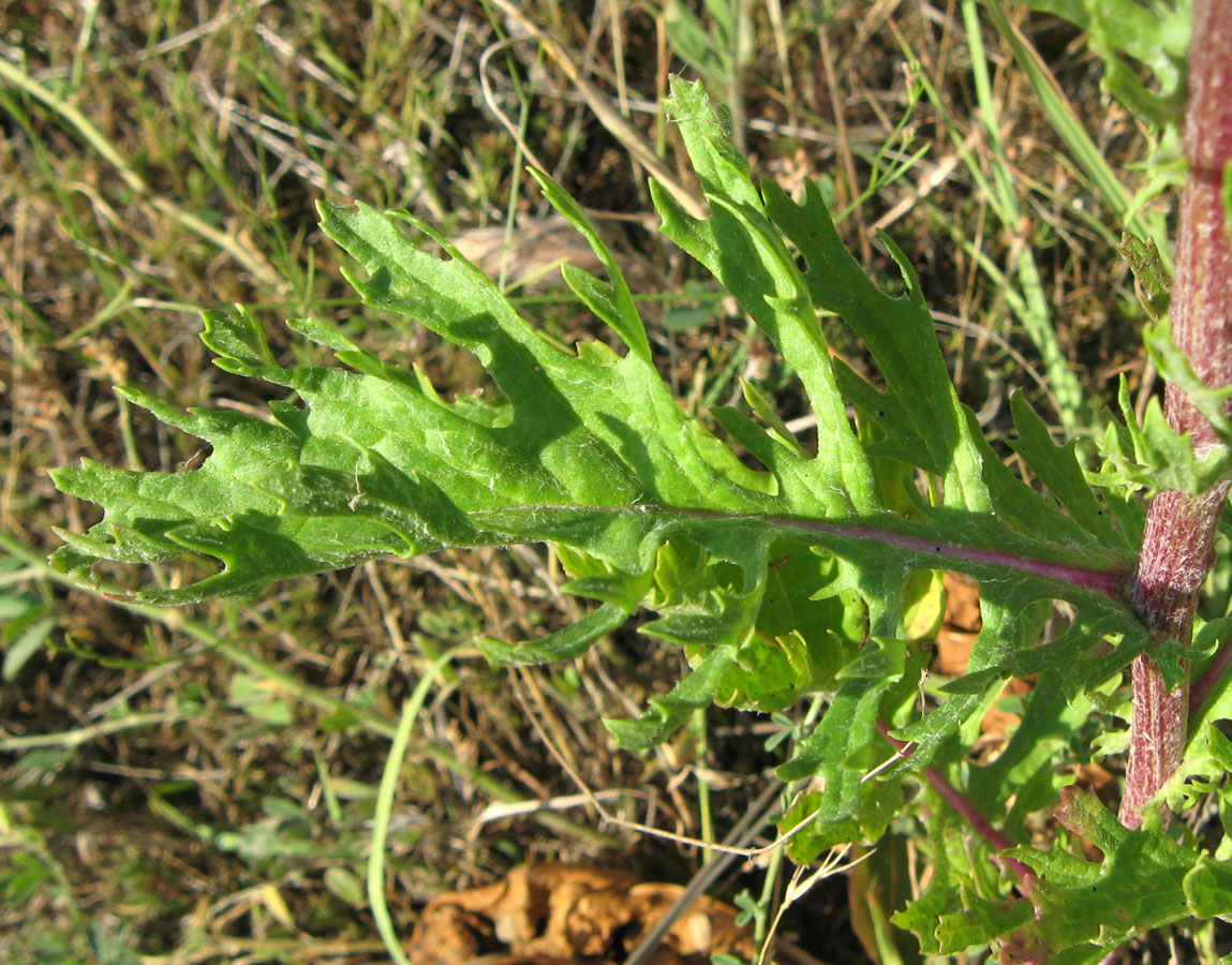 Изображение особи Senecio jacobaea.