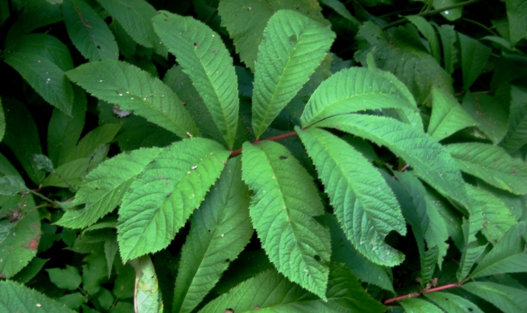 Image of Rodgersia pinnata specimen.