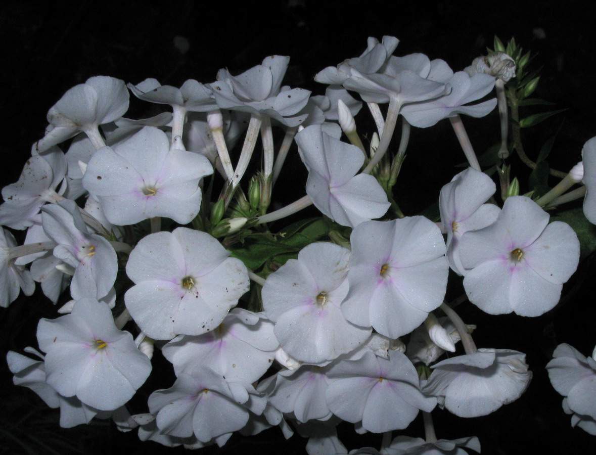 Image of Phlox maculata specimen.