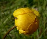 Trollius europaeus