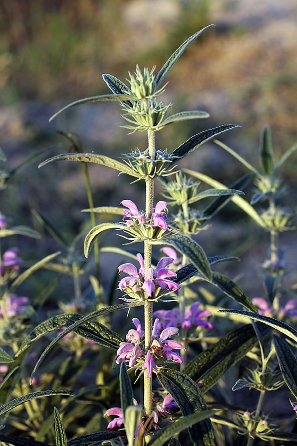 Image of Phlomis regelii specimen.