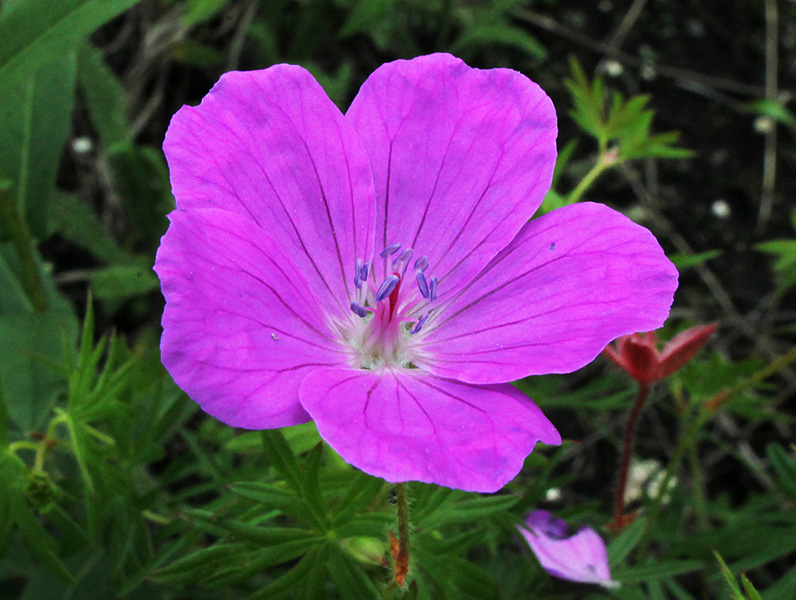 Image of Geranium sanguineum specimen.