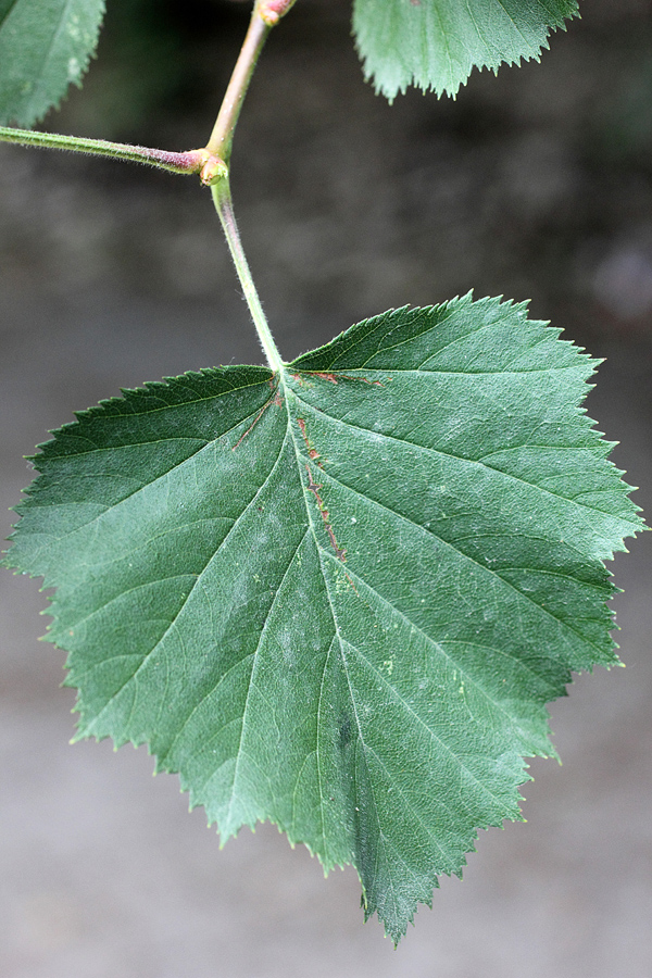 Image of Crataegus coccinioides specimen.