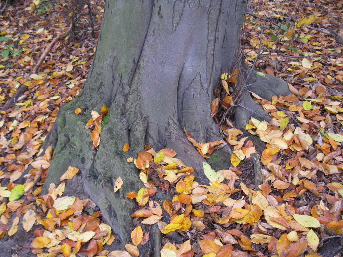 Image of Fagus &times; taurica specimen.